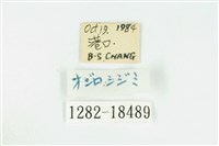 奇波灰蝶藏品圖，第3張
