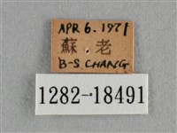 散紋盛蛺蝶藏品圖，第3張