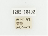 黑虎斑花金龜藏品圖，第2張