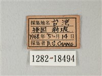 白粉蝶、紋白蝶藏品圖，第3張