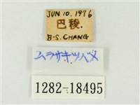 燕尾紫灰蝶藏品圖，第3張