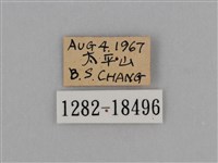 圓翅鉤粉蝶藏品圖，第3張