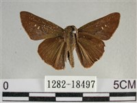 尖翅褐弄蝶藏品圖，第1張