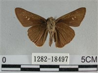 尖翅褐弄蝶藏品圖，第2張