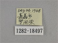 尖翅褐弄蝶藏品圖，第3張