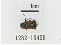 黑虎斑花金龜藏品圖，第1張