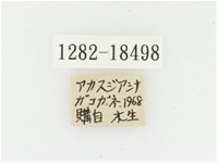 黑虎斑花金龜藏品圖，第2張