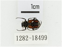 黑虎斑花金龜藏品圖，第1張