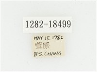 黑虎斑花金龜藏品圖，第2張