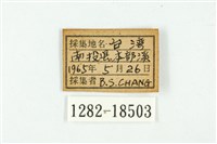 虎灰蝶藏品圖，第3張