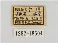 淡褐脈粉蝶藏品圖，第3張