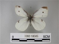 白粉蝶、紋白蝶藏品圖，第1張