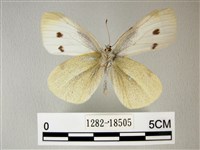 白粉蝶、紋白蝶藏品圖，第2張