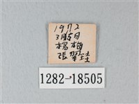 白粉蝶、紋白蝶藏品圖，第3張