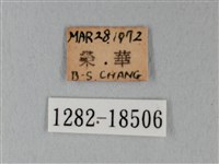 日本紫灰蝶藏品圖，第3張