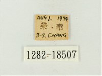 大娜波灰蝶藏品圖，第3張