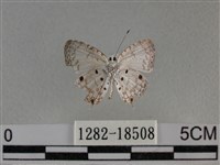 黑星灰蝶藏品圖，第2張