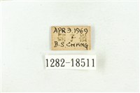 三斑虎灰蝶藏品圖，第3張