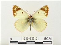 紋黃粉蝶藏品圖，第1張