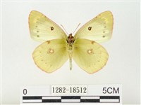 紋黃粉蝶藏品圖，第2張