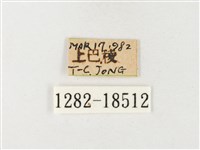 紋黃粉蝶藏品圖，第3張