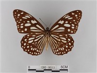 淡紋青斑蝶藏品圖，第1張