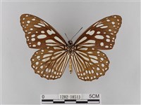 淡紋青斑蝶藏品圖，第2張
