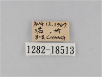 淡紋青斑蝶藏品圖，第3張