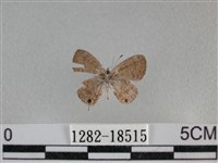 波灰蝶藏品圖，第2張