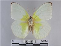遷粉蝶、淡黃蝶藏品圖，第1張