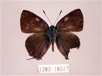 田中洒灰蝶藏品圖，第1張