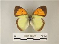 異粉蝶、雌白黃蝶藏品圖，第1張