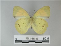 異粉蝶、雌白黃蝶藏品圖，第2張