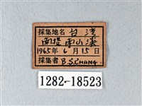 異粉蝶、雌白黃蝶藏品圖，第3張