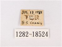 閃灰蝶藏品圖，第3張