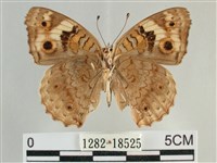 青眼蛺蝶、孔雀青蛺蝶藏品圖，第2張