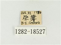 大娜波灰蝶藏品圖，第3張