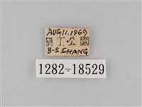 淡紋青斑蝶藏品圖，第3張
