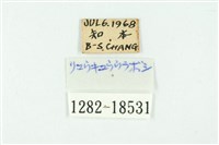 黑丸灰蝶藏品圖，第3張