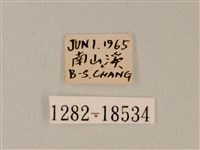 日本紫灰蝶藏品圖，第3張