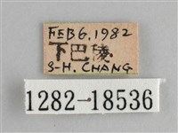 鱗紋眼蛺蝶藏品圖，第3張