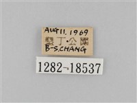 雙標紫斑蝶藏品圖，第3張