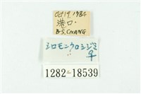 黑丸灰蝶藏品圖，第3張