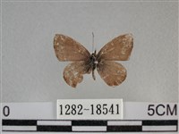 波灰蝶藏品圖，第1張