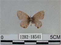 波灰蝶藏品圖，第2張