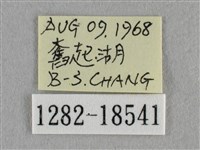 波灰蝶藏品圖，第3張