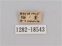 深山黛眼蝶藏品圖，第3張