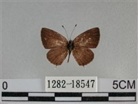 黑星灰蝶藏品圖，第1張