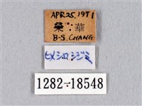 瓏灰蝶藏品圖，第3張
