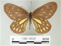 流星絹粉蝶藏品圖，第1張